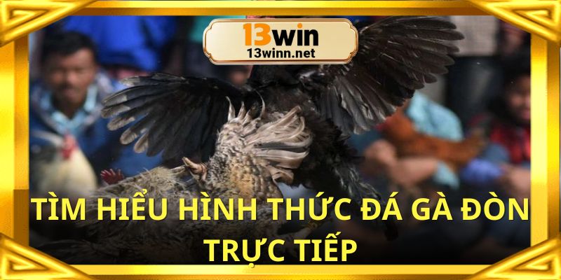 Tìm hiểu cơ bản về hình thức đá gà đòn trực tiếp