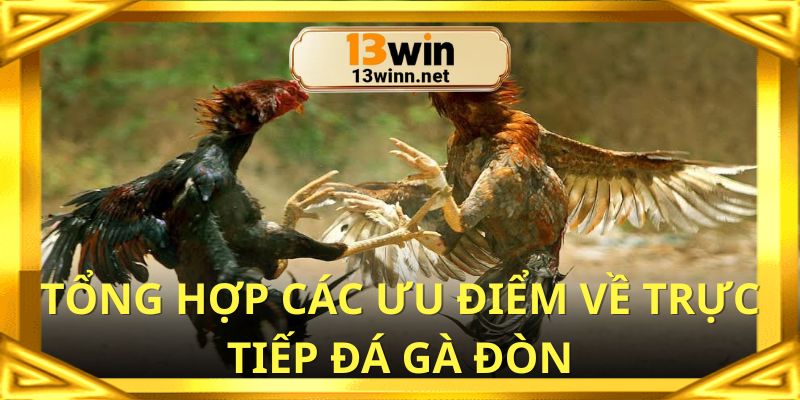 Tổng hợp các ưu điểm về trực tiếp đá gà đòn