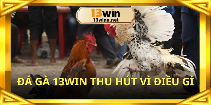 Lý do khiến đá gà 13WIN luôn là điểm đến hàng đầu
